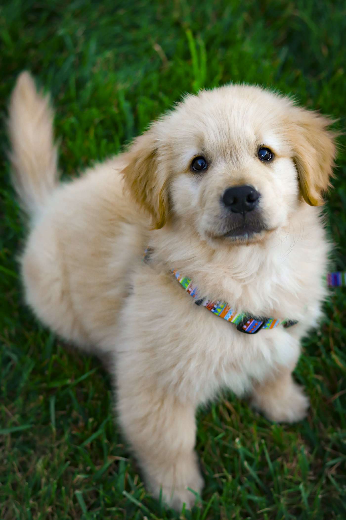 Dog adventure photograph illustrating collars