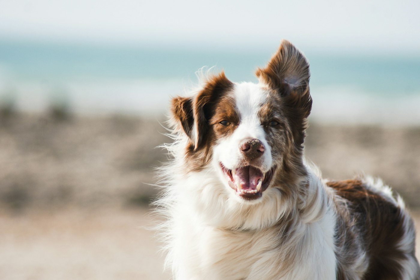 Dog adventure reference photograph