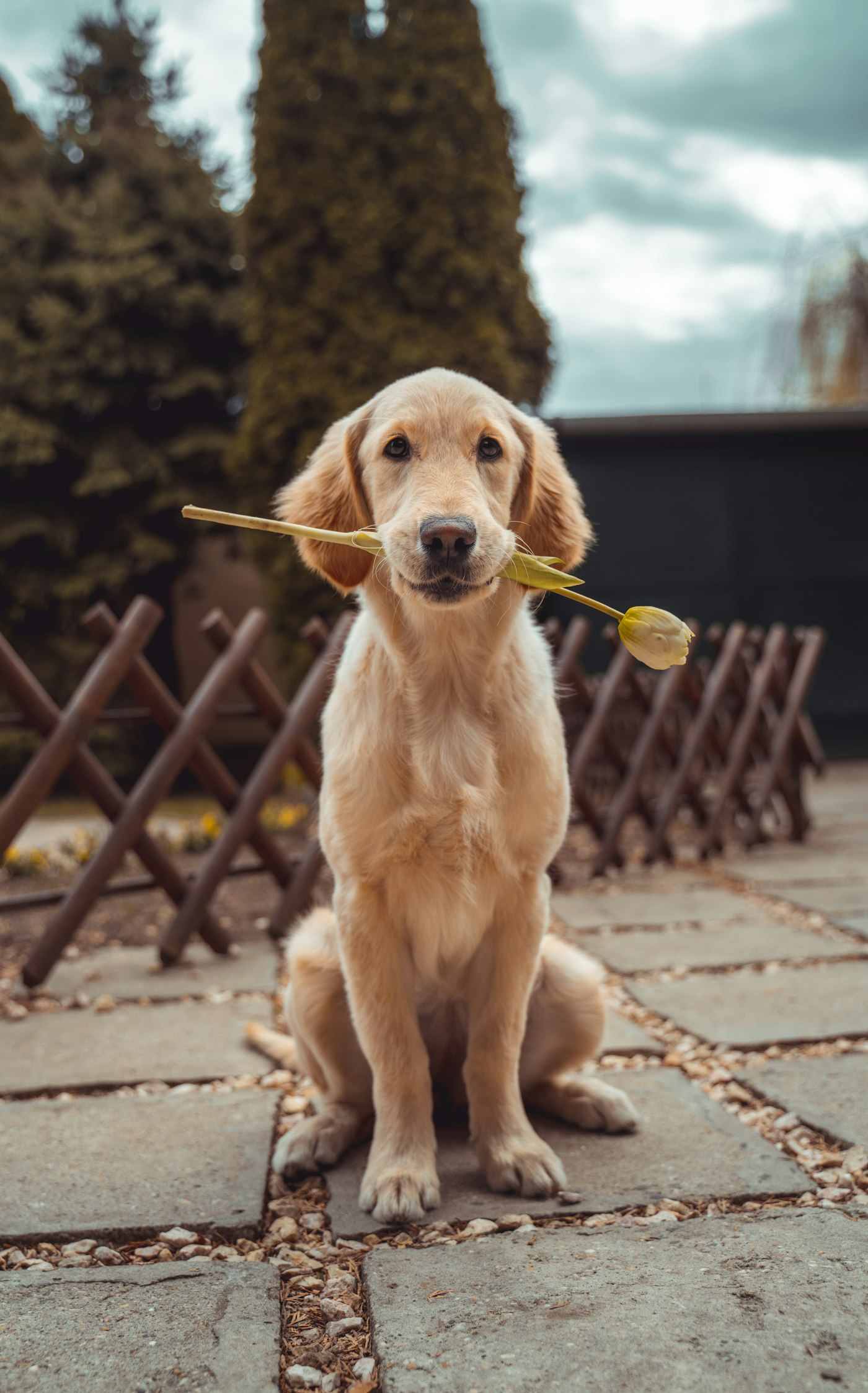 A golden dog looking happily towards the camera