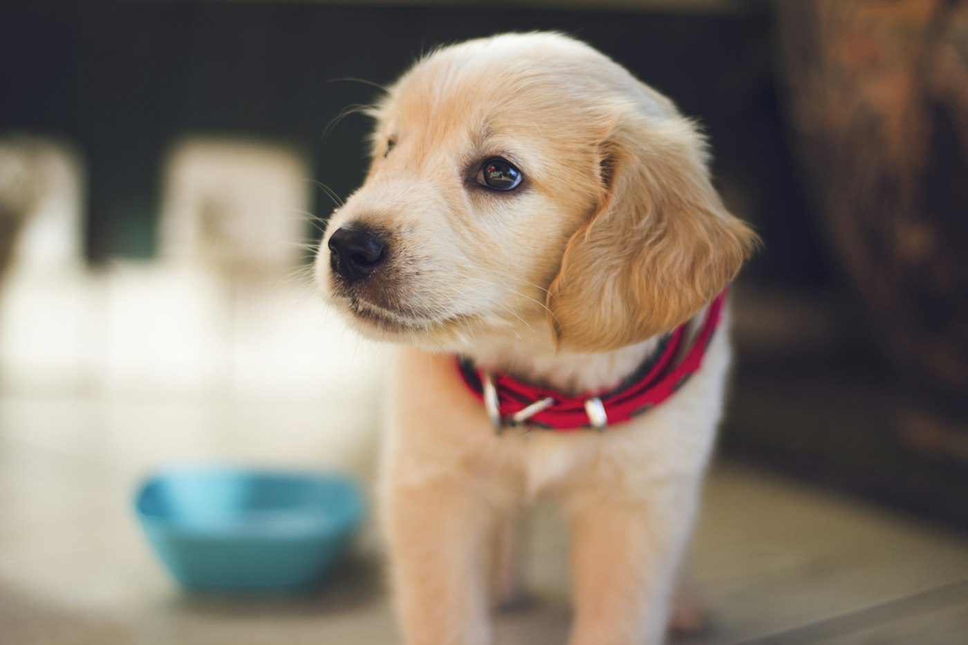 A dog looking towards the camera